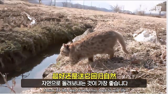 豹猫图片(野生豹猫图片)