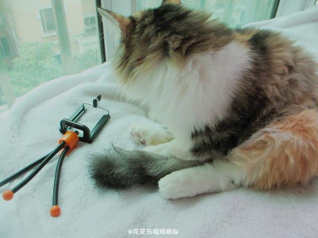 自制猫粮食谱大全(自制猫粮食谱窍门)