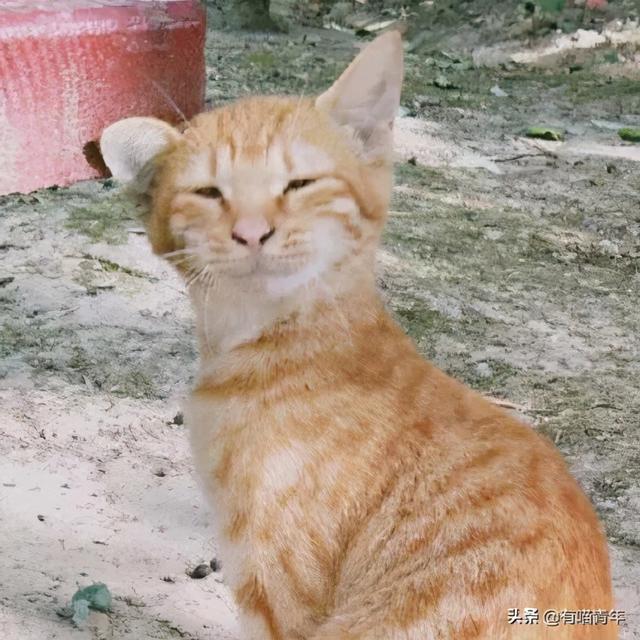 世界上最丑的猫长什么样(世界上最丑的猫图片)