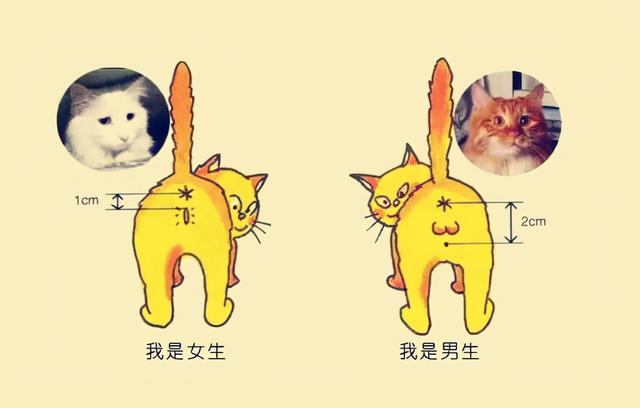 猫怎么看公母(2个月的猫怎么看公母)