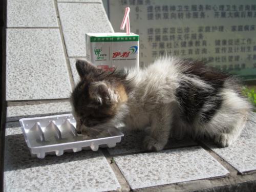 小猫很小给她吃什么啊 猫能吃的20种食物