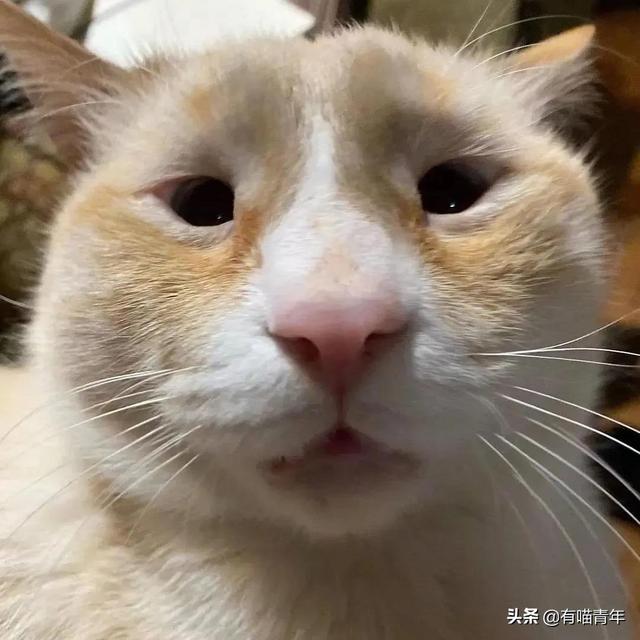 世界上最丑的猫长什么样(世界上最丑的猫图片)