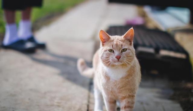 猫做绝育好不好(猫做绝育手术的好处和坏处)