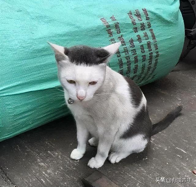 世界上最丑的猫长什么样(世界上最丑的猫图片)