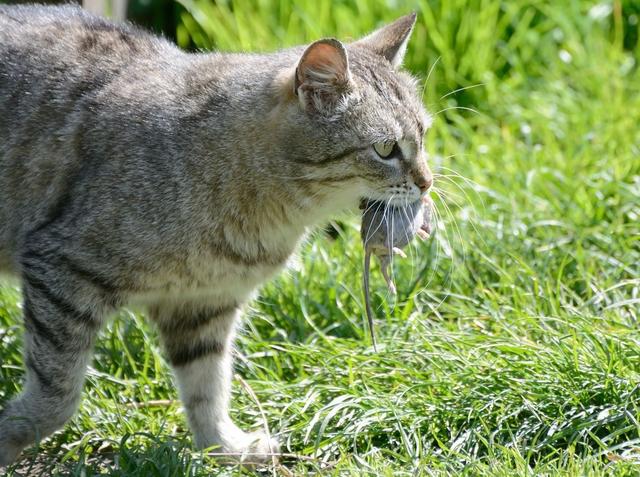 宠物猫会抓老鼠吗(家养的宠物猫会抓老鼠吗)