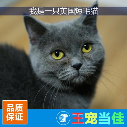 猫爱吃蒸牛肉吗 喂猫的牛肉蒸几分钟