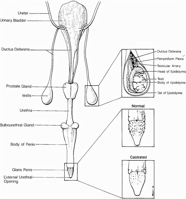 猫的生殖器官(猫的生殖系统解剖特征)