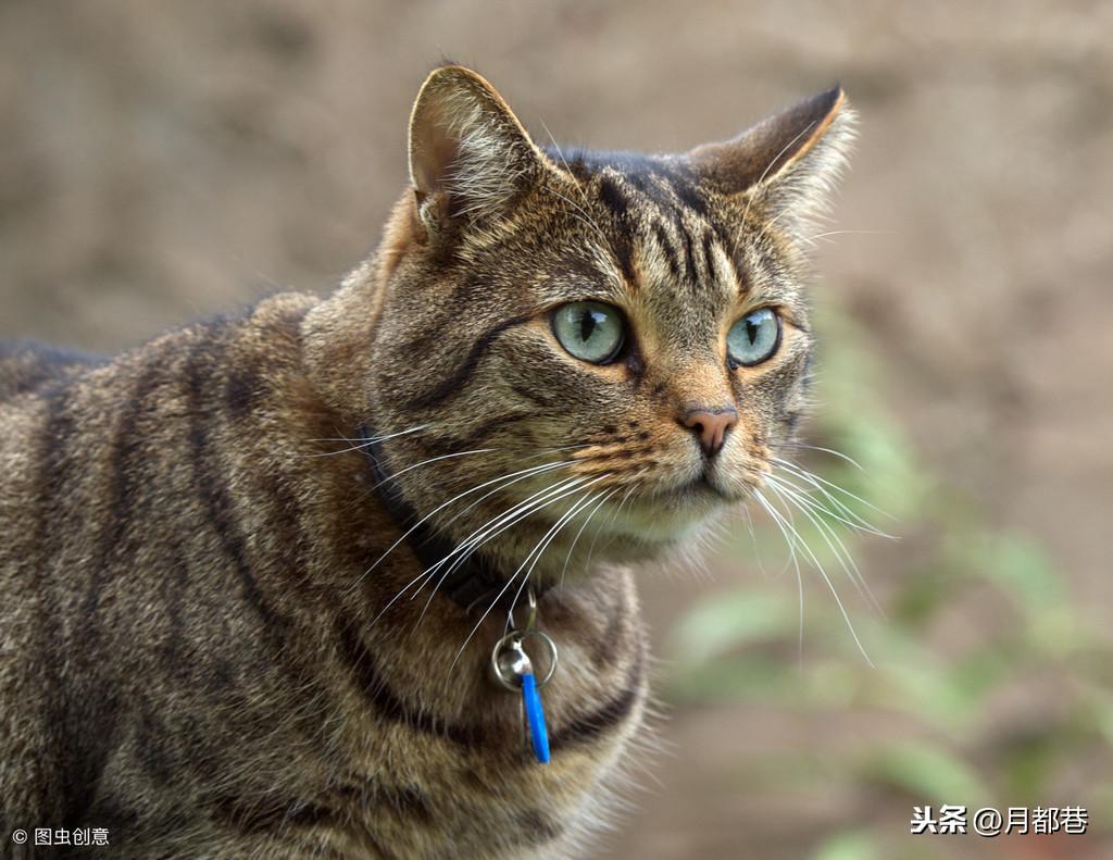 虎斑猫价格(虎斑猫价格多少钱一只)