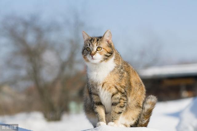 猫会自己排出死胎吗(猫流产会自己排出死胎)