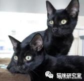 猫咪怀孕多久才生(猫咪怀孕多久才生产)