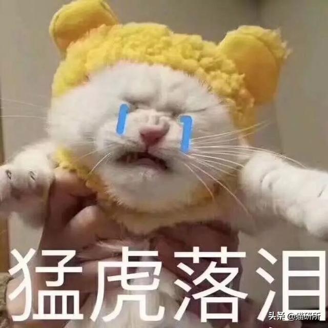 猫尿味怎么去除(床上猫尿味怎么去除)