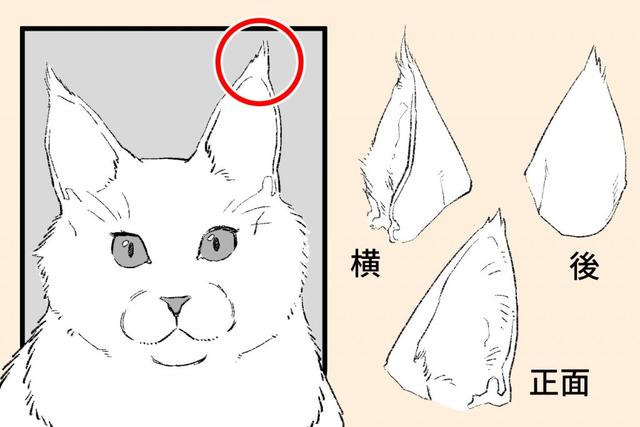 猫怎么画简单又漂亮(站着的猫怎么画简单又漂亮)