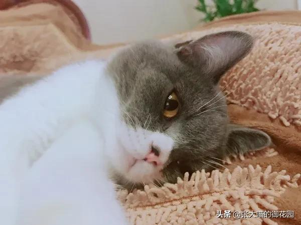 猫咪狂犬疫苗多久打一次(猫咪狂犬疫苗需要打几针)