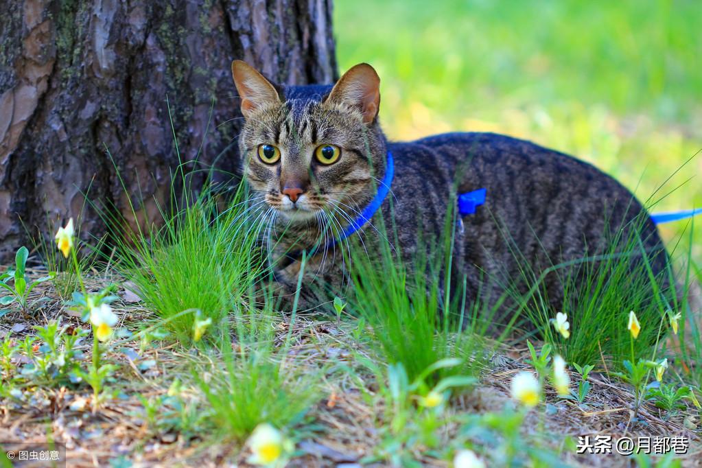 虎斑猫价格(虎斑猫价格多少钱一只)