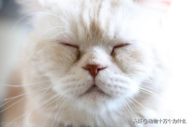 猫的生活习性(猫的生活特征和生活方式)