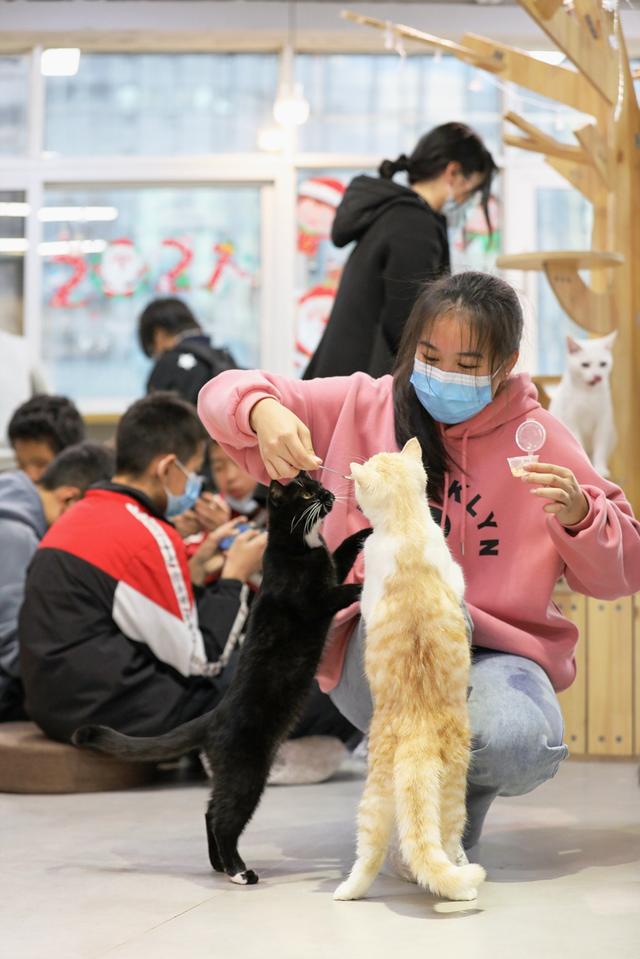 猫咖店是做什么的(猫咖店是干嘛的)