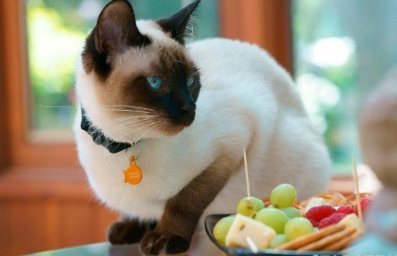 带你学习如何鉴赏巴厘猫，璩曼猫