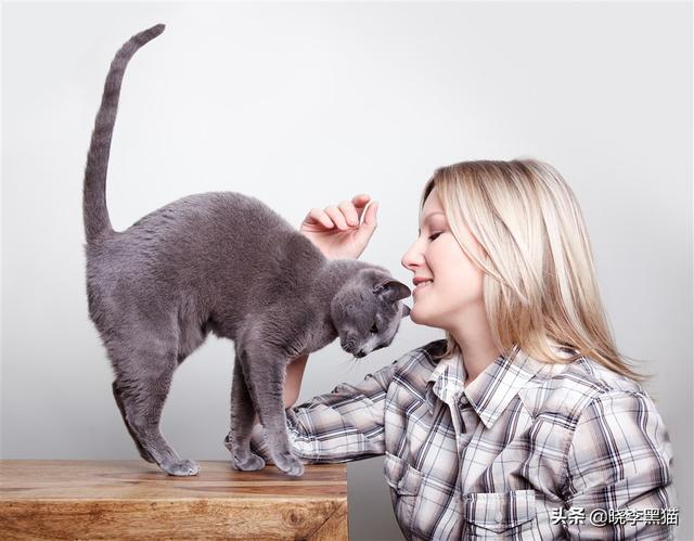 猫咪绝育手术后注意事项(猫咪绝育手术后注意事项有哪些)