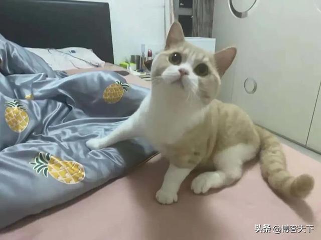 最大的宠物猫交易平台(宠物猫买卖交易平台)