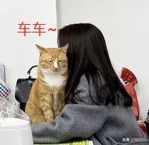 怎么让猫不叫(怎么让猫不叫出声)