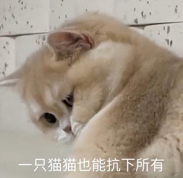 小猫表情包(小猫表情包沙雕)