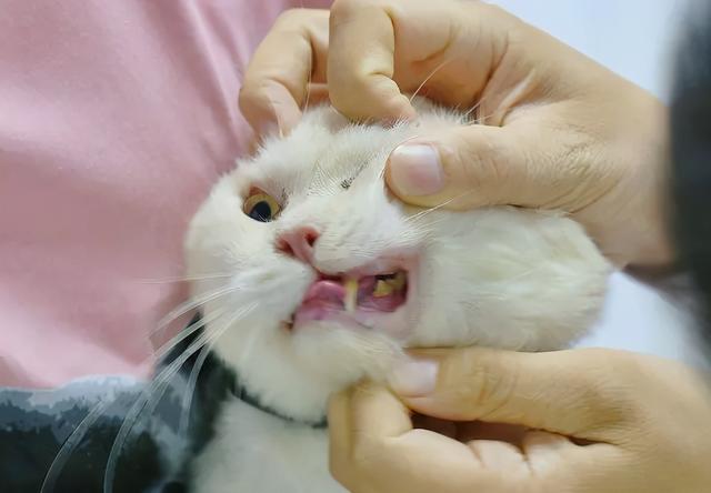 猫流眼泪怎么回事 猫流眼泪有分泌物