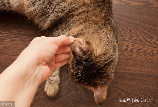 猫藓会传染给人吗(宠物猫藓会传染给人吗)