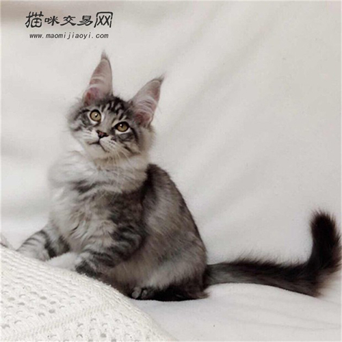 喵星人：猫咪背后不为人知的秘密~ 源远流长