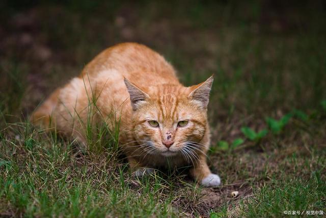 猫咪有时会“发疯”，让人很无语，其实可以靠这些因素