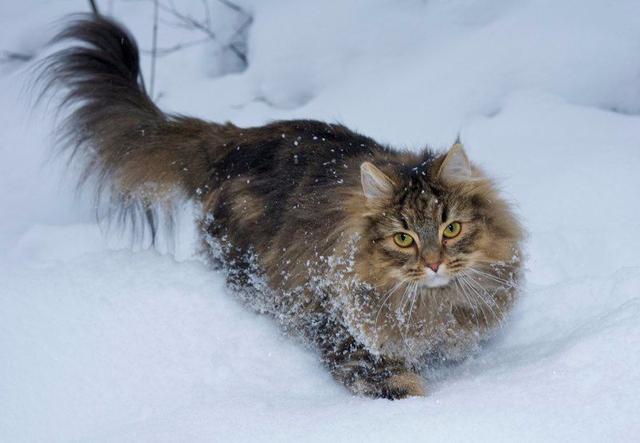 世界上最大的猫是什么品种(世界上最大的猫的品种)