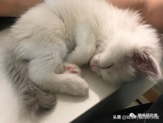 小猫拉稀能自愈吗(一个月小猫拉稀能自愈吗)