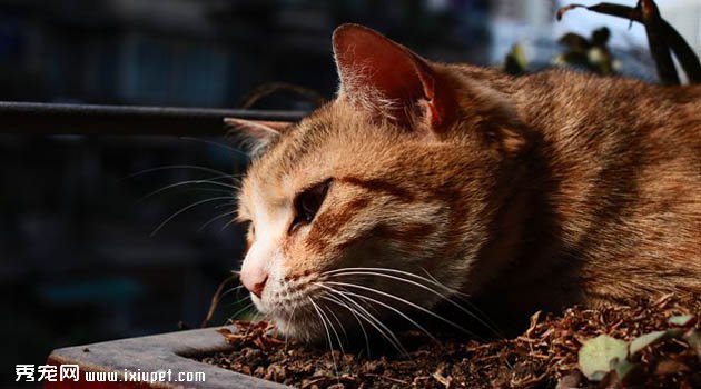 威尔斯猫的品种分类_威尔斯猫护理方法及外形特征