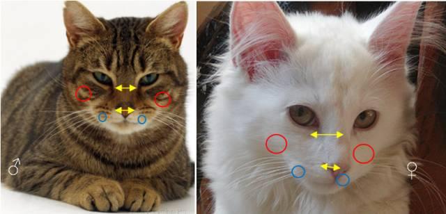 小猫公母分辨图(刚出生小猫公母分辨图)