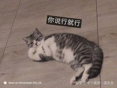 口碑比较好的国产猫粮 国产良心猫粮