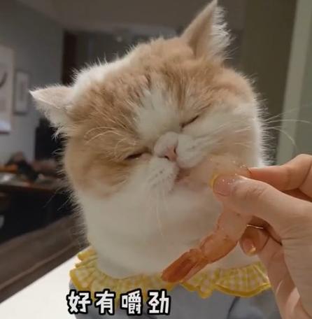 猫可以吃虾壳吗(宠物猫可以吃虾壳吗)