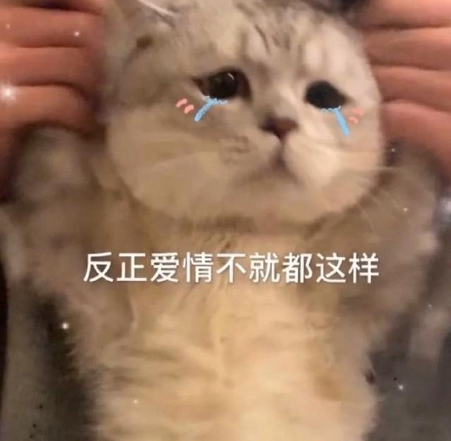 小猫表情包(小猫表情包沙雕)