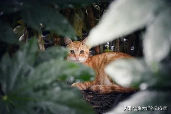 猫咪狂犬疫苗多久打一次(猫咪狂犬疫苗需要打几针)