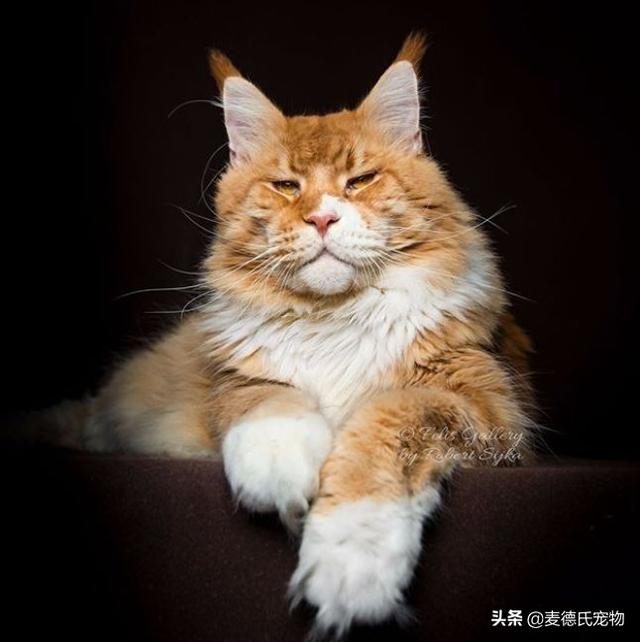 缅因猫能长多大(成年缅因猫能长多大)