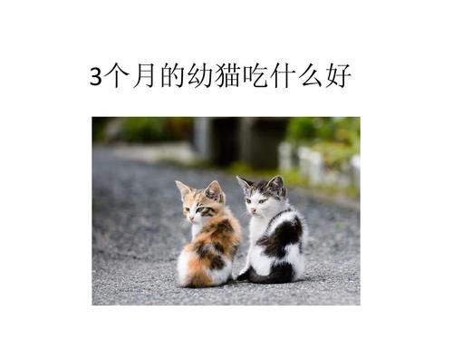 幼猫不可以吃什么 幼小的猫咪应该吃什么