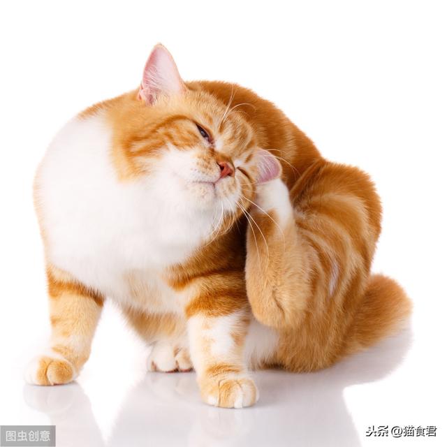 猫粮多久换一次口味(猫粮多久换一次口味比较好)