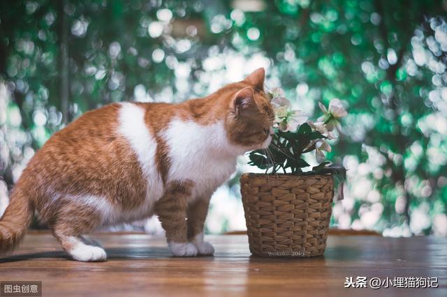 猫的孕期是几个月(猫的孕期是几个月生产)