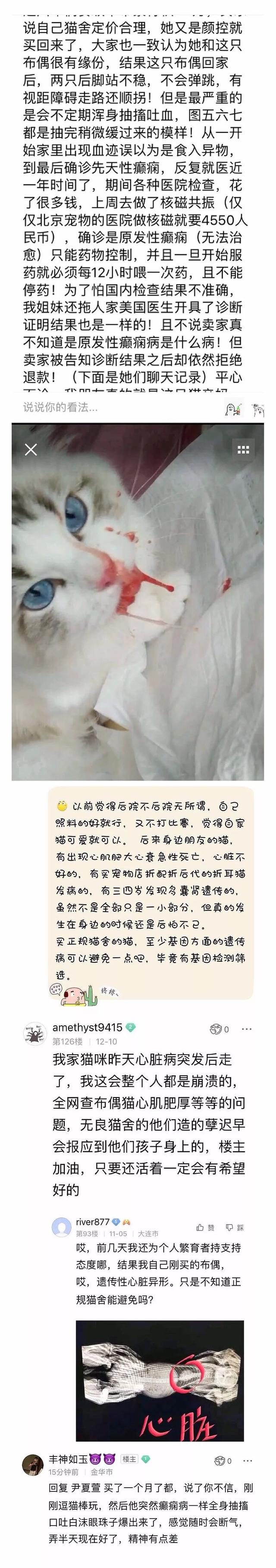 后院猫是什么意思(后院猫是什么猫)