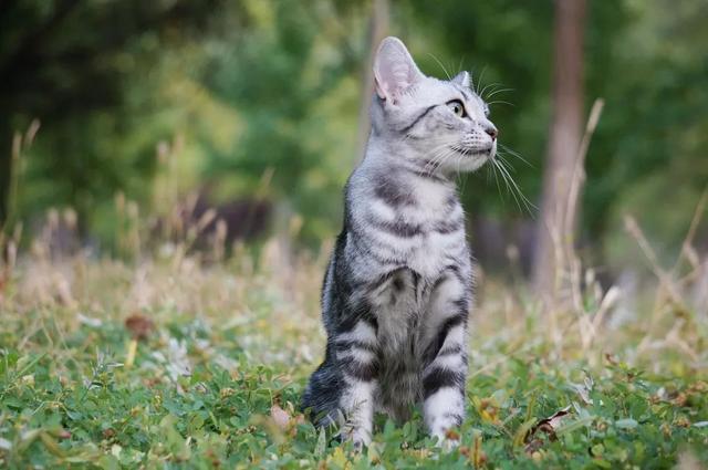 北美洲短毛猫图片(北美洲短毛猫价格多少)