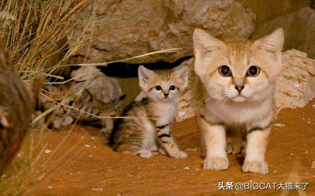 巴基斯坦沙猫灭绝了吗(巴基斯坦沙猫灭绝原因)