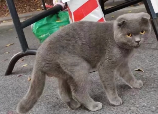 折耳猫生病的早期症状有哪些(折耳猫生病的早期症状图片)