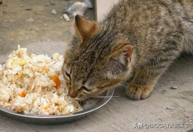 猫是肉食动物还是杂食动物(猫是肉食动物还是杂食性动物)