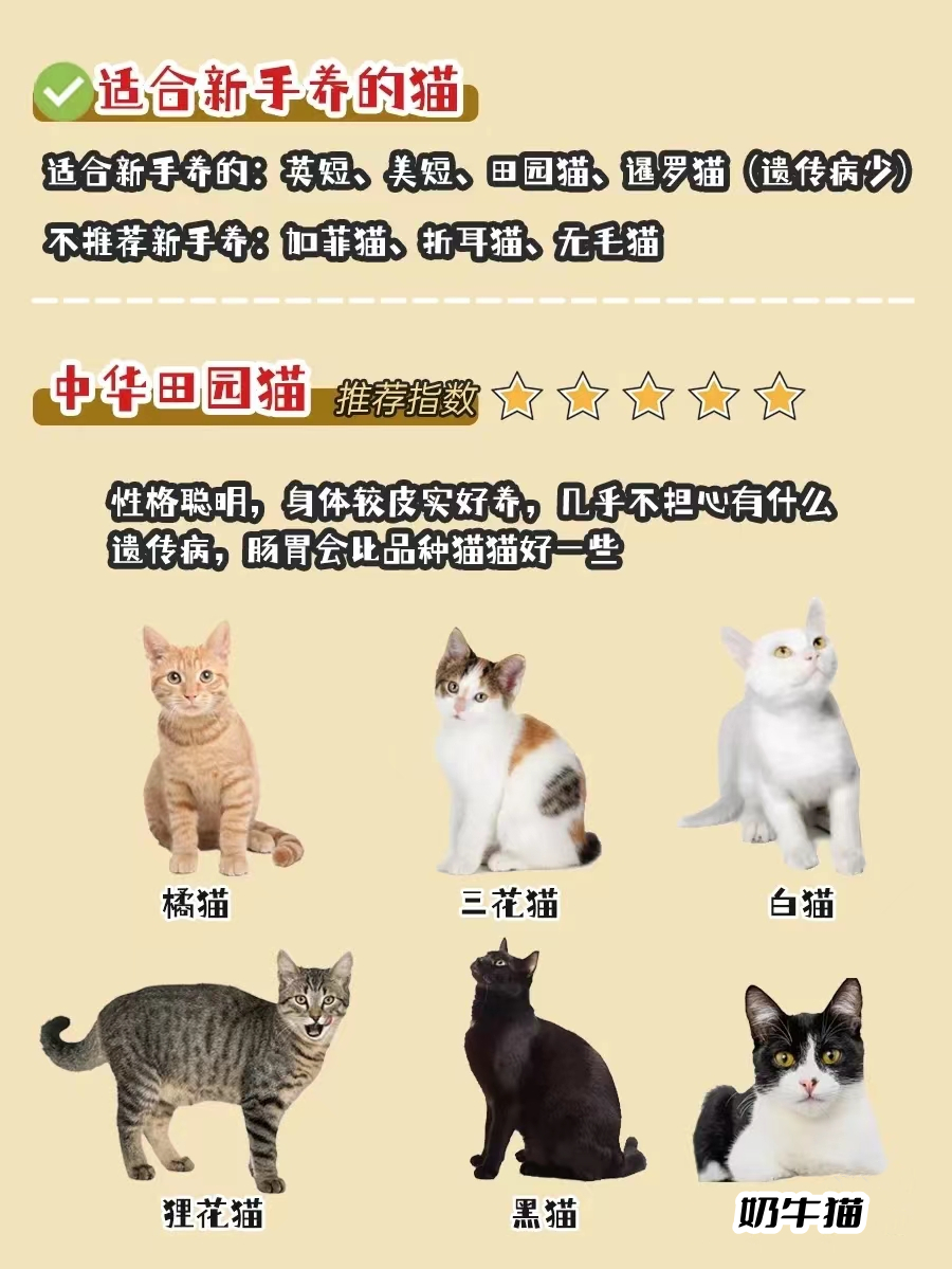 新手选猫必看！有哪些选猫避坑经验？