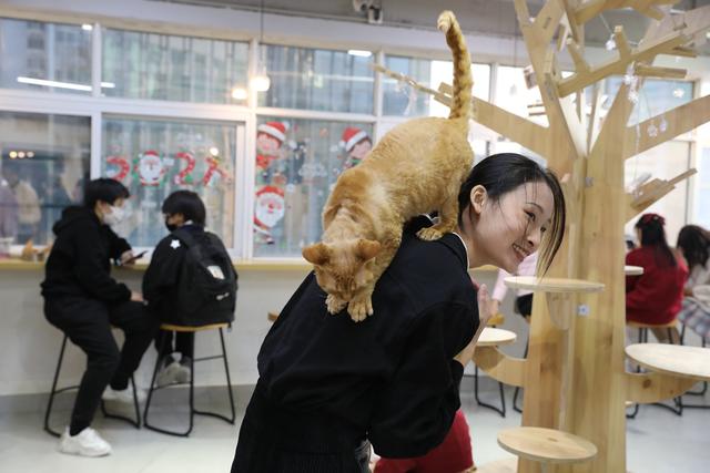 猫咖店是做什么的(猫咖店是干嘛的)