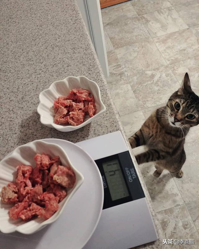 猫咪可以吃生肉吗(猫咪可以直接吃生肉吗)