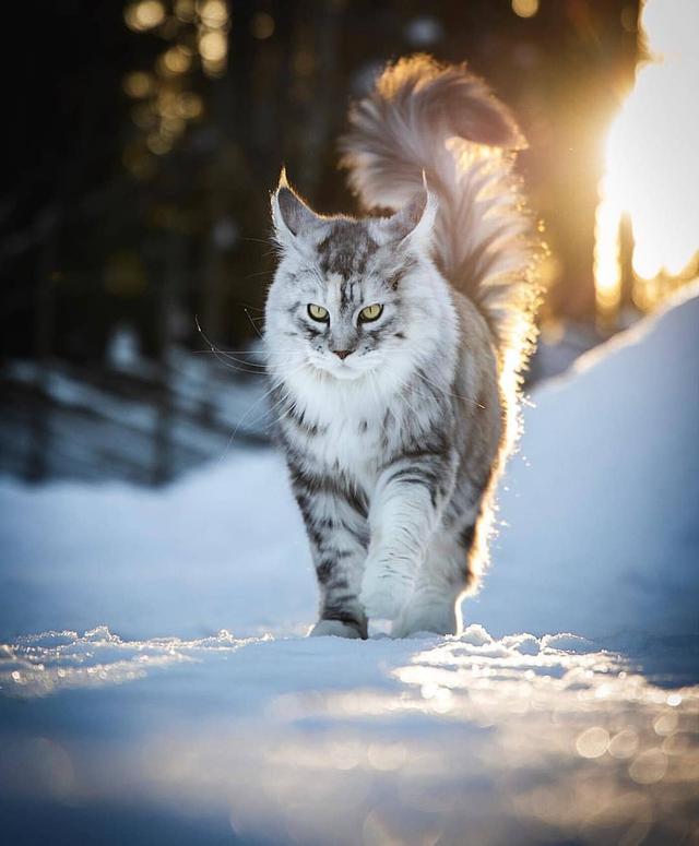 猫拉稀什么颜色是猫瘟(猫拉稀什么颜色是猫瘟症状)